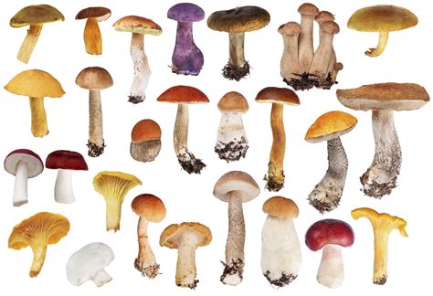 top  healthiest mushrooms   benefits hfr