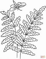 Fern Coloring Pages Ferns Drawing Leaves Printable Dragonfly Simple Trees Supercoloring Outline Botanical Getdrawings Leaf Colouring Crafts sketch template