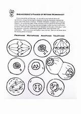 Phases Mitosis sketch template