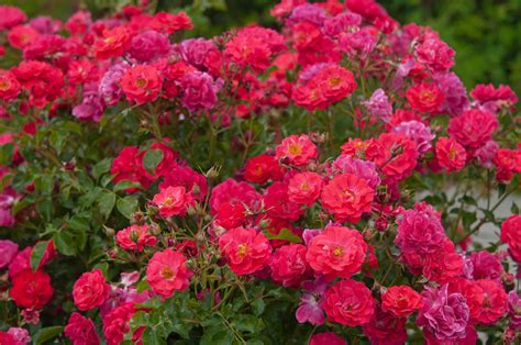 easy  care  rose bushes  check    buy