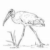 Stork Coloring Wood Realistic sketch template