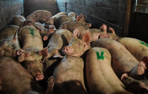 slaughterhouses  horrifying secrets   meat