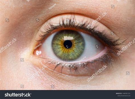 green eyes images stock  vectors shutterstock