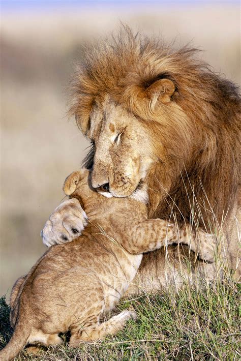 heartwarming   lion dad  cub embracing reveal gentle side