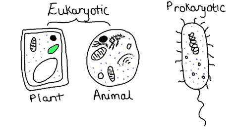 this video describes the difference between eukaryotic and prokaryotic