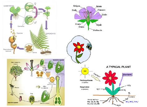 reproduction  extinction  ways  reproduction  plants