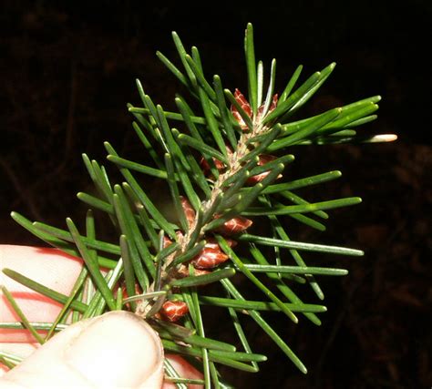 pseudotsuga menziesii douglas fir leaves leith hill sur flickr
