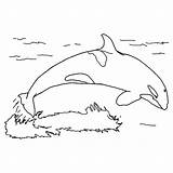 Coloring Whale Orca Killer Water Jump Color sketch template