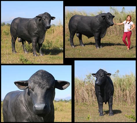 black angus bull life size black angus bull statue