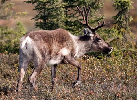 montreal born scientist  forestry sector  denial  disappearing caribou national