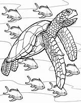 Coloring Turtle Pages Sea Turtles Drawing Kids Printable Fish Sheets Line Adult Realistic Rocks Colouring Underwater Adults Colorare Da Color sketch template
