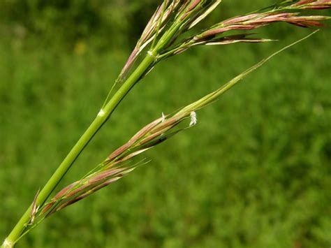 zizania latifolia griseb hance  fmuell plants   world