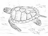 Turtle Sea Coloring Realistic Hawksbill Green Pages Supercoloring Turtles sketch template