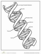 Dna Coloring Biology Science Helix Worksheet Molecule Kids Worksheets Printable Genetics Drawing Sheet Education Pages School Cell Teaching Structure Middle sketch template