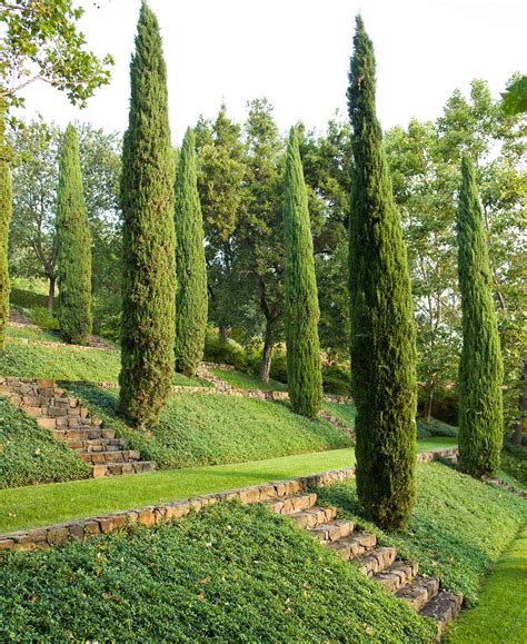 fast growing evergreen trees  quickly transform  landscape