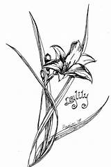 Daylily Coloring Lily Designlooter Drawings Wild 1063 1600px 08kb sketch template