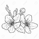 Blossom Drawing Flower Cherry Peach Blossoms Coloring Apricot Tree Negro Illustration Outline Ink Flor Dibujo Getdrawings Blanco Stock Diseño Dibujos sketch template