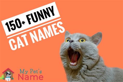 150 funny cat names purr ticularly hiss terical and cat