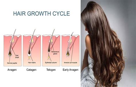 hair growth definition cycle   tips  grow faster
