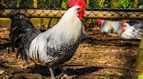 Black And White Chicken Breeds Their Nature Body Structure And Life