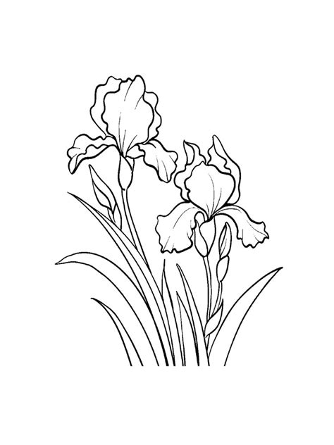 iris coloring pages