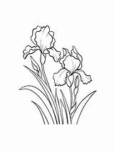 Iris Coloring Pages Flower Flowers Printable sketch template