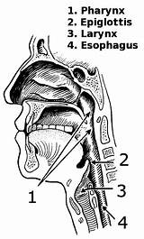 Pharynx Bw Clipart Throat Mouth Wpclipart Anatomy Medical Clipground sketch template