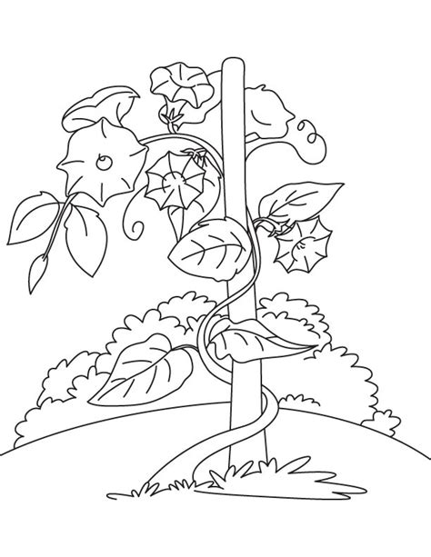 vines coloring pages coloring home