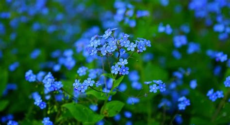 vorschlag feuer delle fleur bleue monica nachmittag fackeln