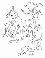 Coloring Pages Goat Cute Goats Billy Gruff Pygmy Popular Sheets Procoloring sketch template