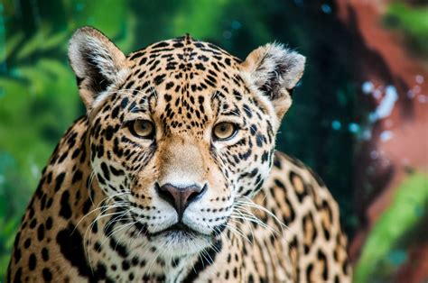 spotting jaguars  south america southern explorations