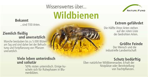 fakten zu wildbienen naturefund