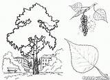 Colorkid Coloring Poplar Tree sketch template