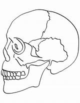 Skull Coloring Anatomy Pages Bones Getdrawings sketch template