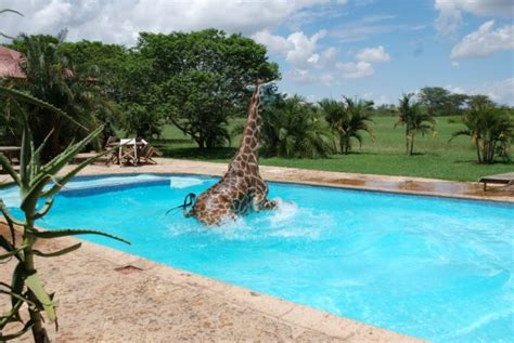 Badass Giraffe Decides To Cool Off In Somebodys Swimming Pool Blazepress