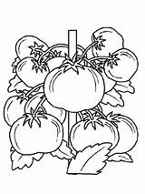 Tomates Legumes Colorear Obst Légumes Hrana Bojanke Hugolescargot Ausmalen Gemüse Coloriages sketch template