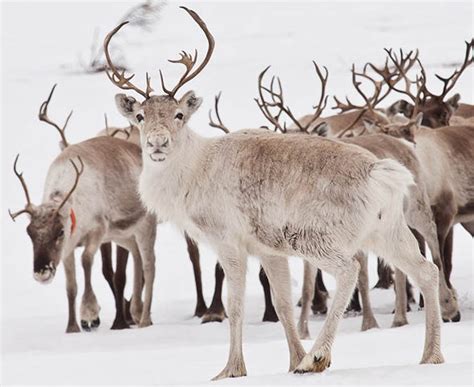 slashcasual picture  reindeer