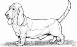 Coloring Pages Dog Hound Dogs Printable Basset Lab Bassett Adult Breed Breeds Colouring Color Sheets Difficult Print Clipart Animal Pound sketch template