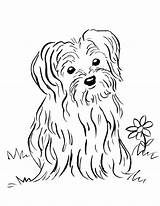 Yorkie Maltese Getcolorings Terrier Puppy2 Template sketch template