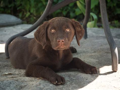 training   month  labrador puppy otter tail kennels
