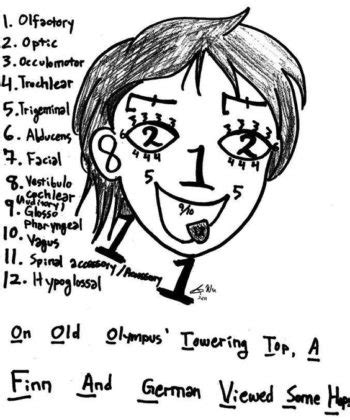 cranial nerves mnemonics clean dirty easy  remember