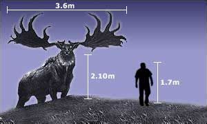 irish elk compared  human badass extinct animals pinterest