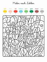 Zahlen Nach Ausmalen Frühlingswiese Tulpen Vorschein Ausgemalt Nummern Bunten Kostenlosen Zugeordnet Kommt sketch template