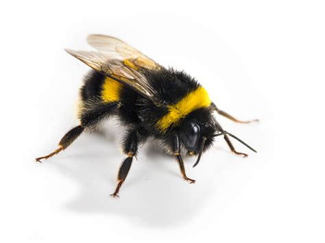 scientists train bumblebees  score goals  tiny footballs