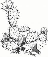 Cactus Kleurplaat sketch template