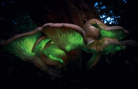 glowing mushrooms pocketmagscom