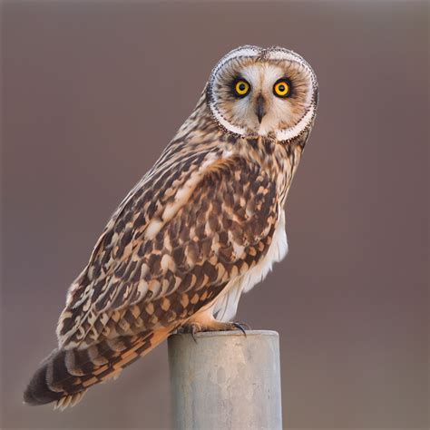 rare short eared owls  kestrels  record levels  breeding