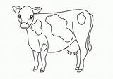 Cow Coloring Pages Printable Animal Kids Cows Holstein Beef Farm Cute Drawing Template Animals Angus Color Clipart Print Getdrawings Cattle sketch template