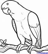 Colouring Parrot Parrots sketch template