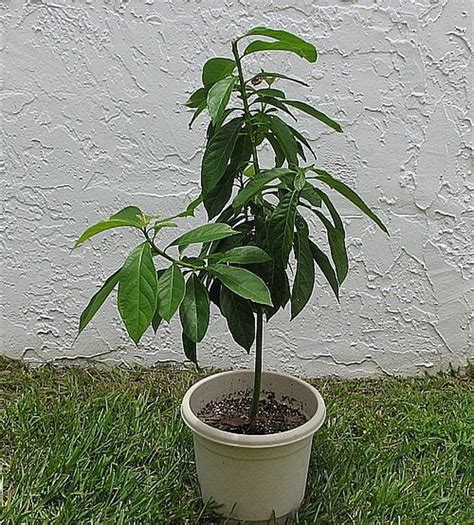 How To Grow Avocado In A Pot Hunker